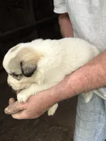 Girl #1, a female Great Pyrenees and Newfoundland for sale in Avon, MN – 3 of 7