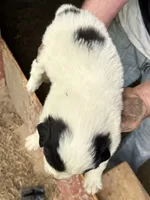 Girl #2, a female Great Pyrenees and Newfoundland for sale in Avon, MN – 4 of 6