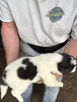 Boy #4, a male Great Pyrenees and Newfoundland for sale in Avon, MN – 4 of 6