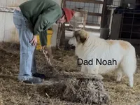 Penelope, a female Great Pyrenees and Newfoundland for sale in Avon, MN – Photo 3 of 5