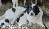 Penelope, a female Great Pyrenees and Newfoundland for sale in Avon, MN – Photo 2 of 5