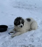 Penelope, a female Great Pyrenees and Newfoundland for sale in Avon, MN – Photo 1 of 5