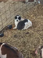 Penelope, a female Great Pyrenees and Newfoundland for sale in Avon, MN – Photo 5 of 5