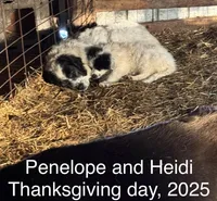 Penelope, a female Great Pyrenees and Newfoundland for sale in Avon, MN – Photo 4 of 5