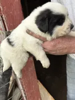 Boy #1, a male Great Pyrenees and Newfoundland for sale in Avon, MN – 5 of 6