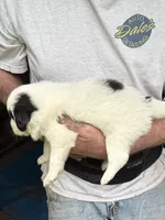 Girl #2, a female Great Pyrenees and Newfoundland for sale in Avon, MN – 3 of 6