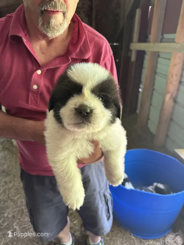 Boy #2 – Great Pyrenees, Newfoundland puppy for sale in Avon, MN