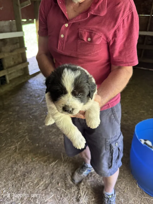 Boy #4 – Great Pyrenees, Newfoundland puppy for sale in Avon, MN