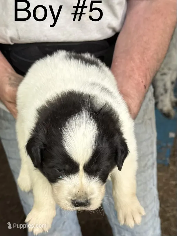Boy#5 – Great Pyrenees, Newfoundland puppy for sale in Avon, MN
