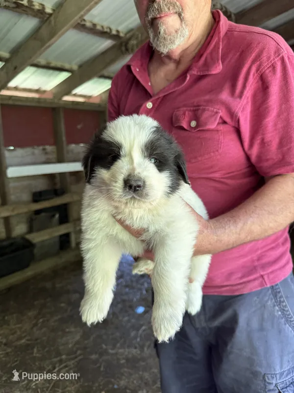 Boy #1 – Great Pyrenees, Newfoundland puppy for sale in Avon, MN