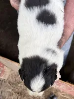 Boy#5, a male Great Pyrenees and Newfoundland for sale in Avon, MN – 5 of 6