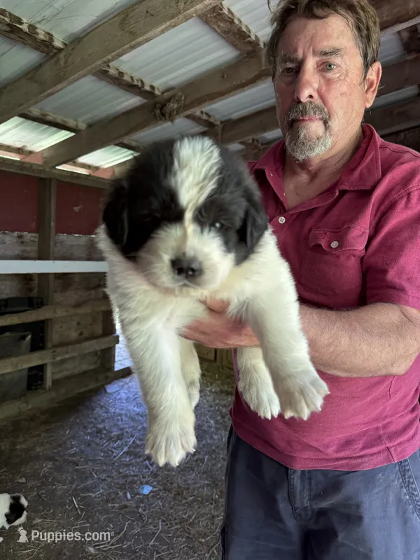 Boy#5 – Great Pyrenees, Newfoundland puppy for sale in Avon, MN