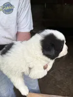 Boy #2, a male Great Pyrenees and Newfoundland for sale in Avon, MN – 4 of 6