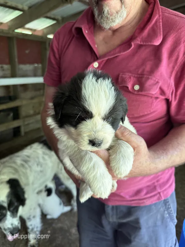 Girl #4 – Great Pyrenees, Newfoundland puppy for sale in Avon, MN