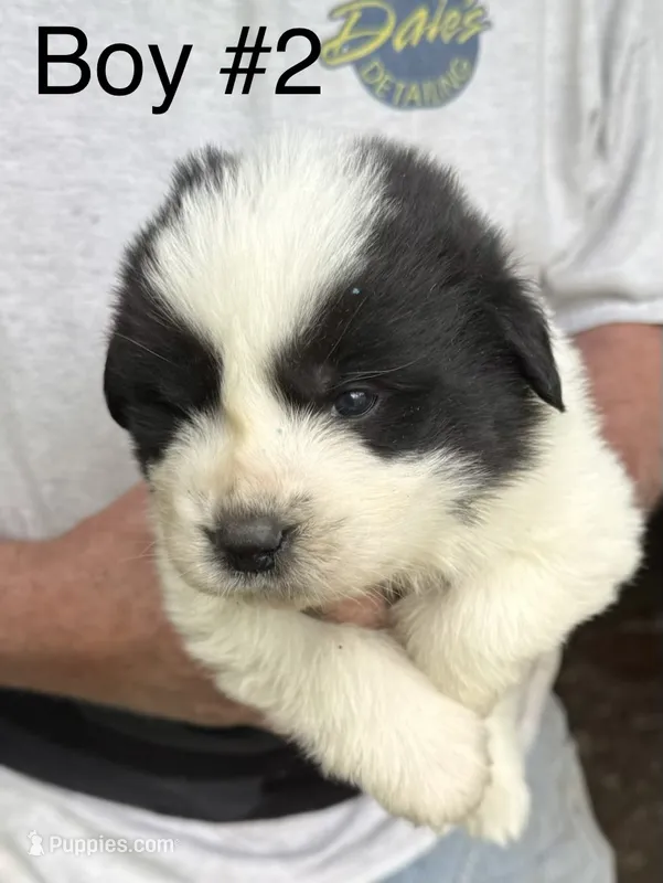 Boy #2 – Great Pyrenees, Newfoundland puppy for sale in Avon, MN