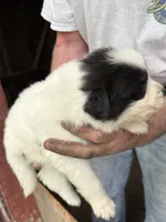 Girl #3, a female Great Pyrenees and Newfoundland for sale in Avon, MN – 5 of 6