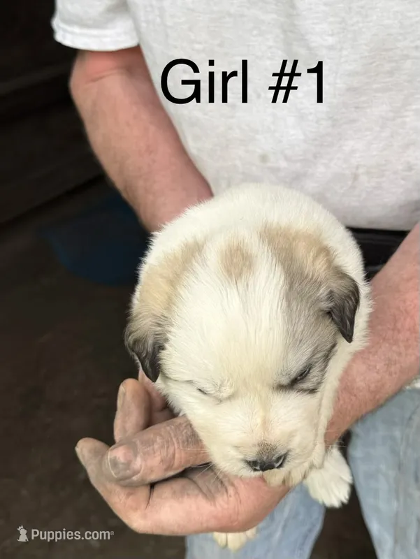 Girl #1 – Great Pyrenees, Newfoundland puppy for sale in Avon, MN