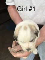Girl #1, a female Great Pyrenees and Newfoundland for sale in Avon, MN – 1 of 7