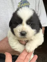 Boy #2, a male Great Pyrenees and Newfoundland for sale in Avon, MN – 2 of 6