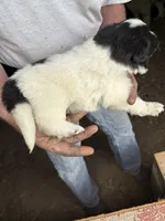 Boy #3, a male Great Pyrenees and Newfoundland for sale in Avon, MN – 5 of 6