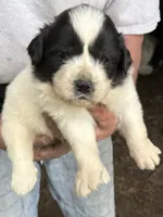 Boy#5, a male Great Pyrenees and Newfoundland for sale in Avon, MN – 2 of 6