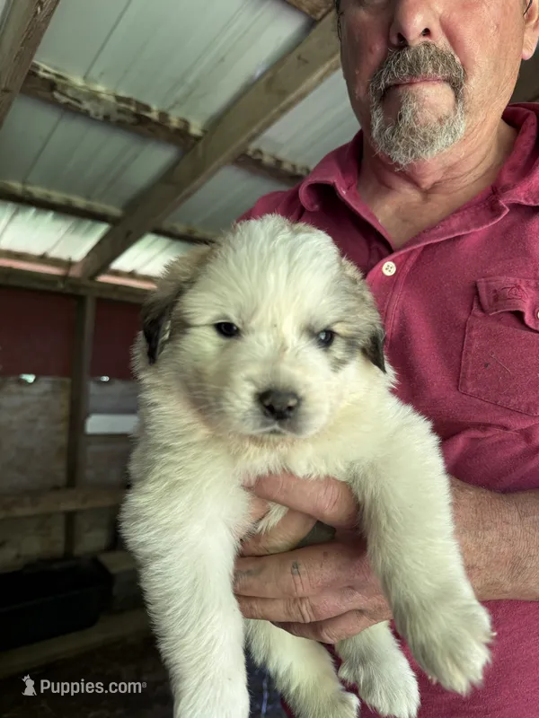 Girl #1 – Great Pyrenees, Newfoundland puppy for sale in Avon, MN