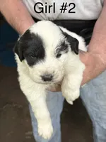Girl #2, a female Great Pyrenees and Newfoundland for sale in Avon, MN – 1 of 6