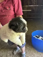 Boy #3, a male Great Pyrenees and Newfoundland for sale in Avon, MN – 8 of 10