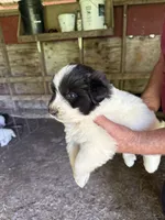 Boy #3, a male Great Pyrenees and Newfoundland for sale in Avon, MN – 9 of 10