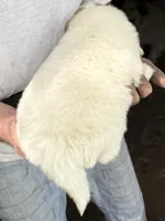 Girl #1, a female Great Pyrenees and Newfoundland for sale in Avon, MN – 2 of 7