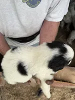 Girl #4, a female Great Pyrenees and Newfoundland for sale in Avon, MN – 5 of 6