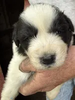 Girl #4, a female Great Pyrenees and Newfoundland for sale in Avon, MN – 4 of 6
