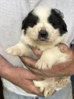 Boy #1, a male Great Pyrenees and Newfoundland for sale in Avon, MN – 3 of 6