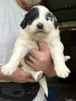Girl #2, a female Great Pyrenees and Newfoundland for sale in Avon, MN – 2 of 6