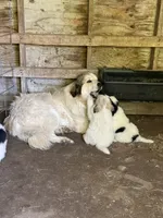 Noah, a male Great Pyrenees and Maremma Sheepdog for sale in Avon, MN – 1 of 4