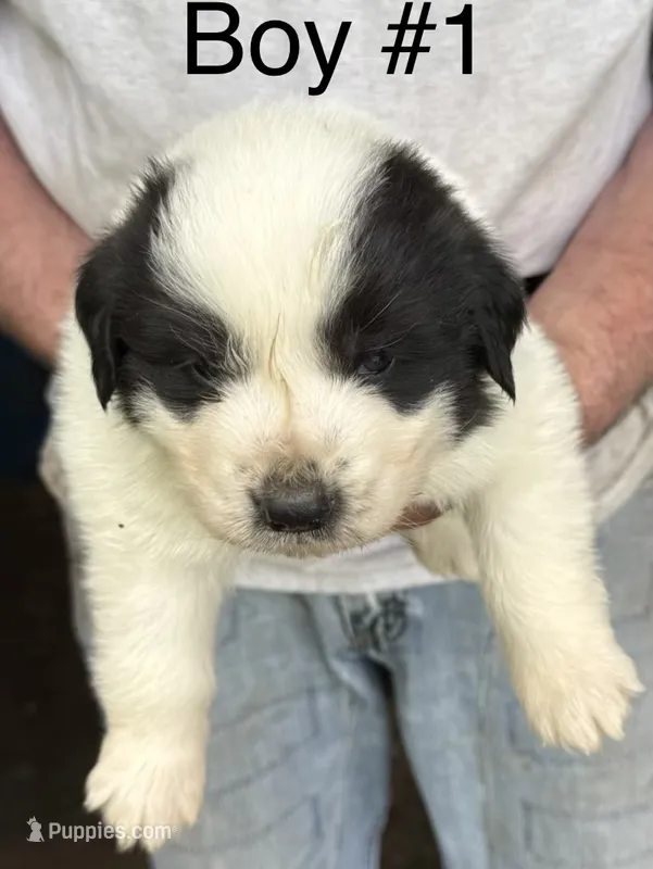 Boy #1 – Great Pyrenees, Newfoundland puppy for sale in Avon, MN