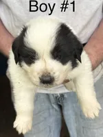 Boy #1, a male Great Pyrenees and Newfoundland for sale in Avon, MN – 1 of 6