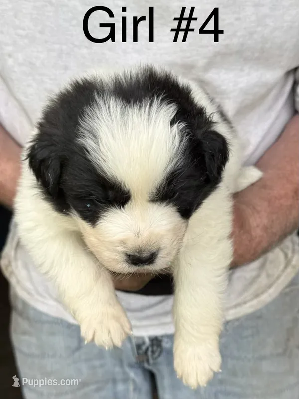 Girl #4 – Great Pyrenees, Newfoundland puppy for sale in Avon, MN
