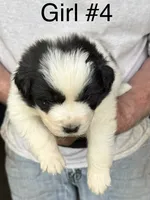 Girl #4, a female Great Pyrenees and Newfoundland for sale in Avon, MN – 1 of 6