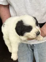 Boy #1, a male Great Pyrenees and Newfoundland for sale in Avon, MN – 2 of 6