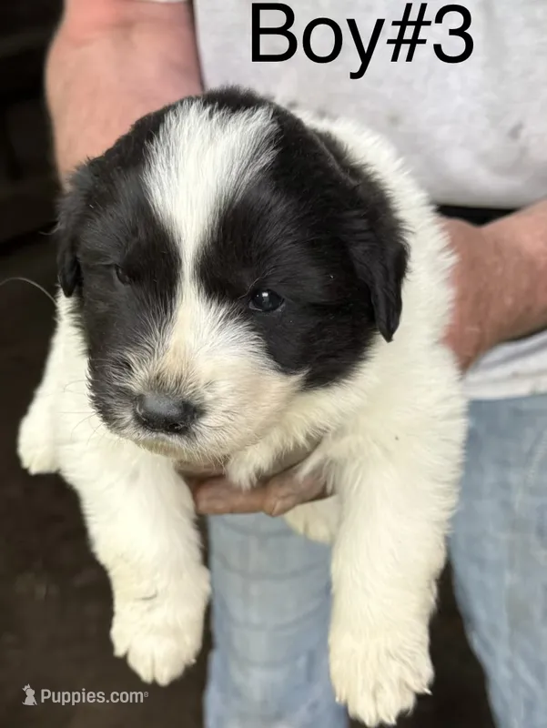 Boy #3 – Great Pyrenees, Newfoundland puppy for sale in Avon, MN