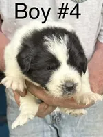 Boy #4, a male Great Pyrenees and Newfoundland for sale in Avon, MN – 1 of 6