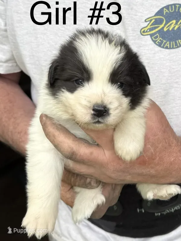 Girl #3 – Great Pyrenees, Newfoundland puppy for sale in Avon, MN
