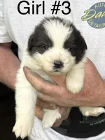 Girl #3, a female Great Pyrenees and Newfoundland for sale in Avon, MN – 1 of 6