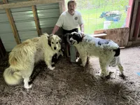 Girl #4, a female Great Pyrenees and Newfoundland for sale in Avon, MN – 6 of 6