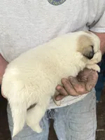 Girl #1, a female Great Pyrenees and Newfoundland for sale in Avon, MN – 5 of 7