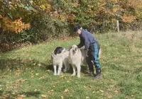 Noah, a male Great Pyrenees and Maremma Sheepdog for sale in Avon, MN – 2 of 4