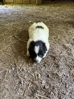 Boy #3, a male Great Pyrenees and Newfoundland for sale in Avon, MN – 10 of 10