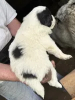 Girl #2, a female Great Pyrenees and Newfoundland for sale in Avon, MN – 5 of 6