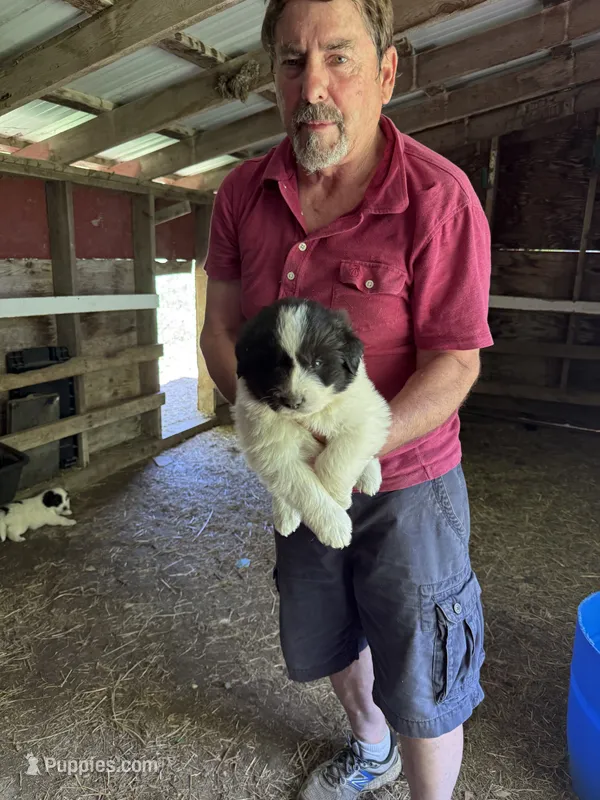 Boy #3 – Great Pyrenees, Newfoundland puppy for sale in Avon, MN